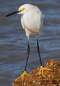 Egretta thula